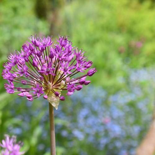 Tiny purple blooms sit atop green stem.