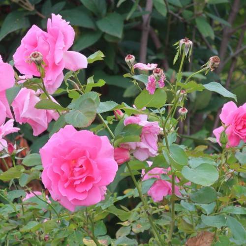 light-pink flowers with white-pink buds, green leaves and green stems
