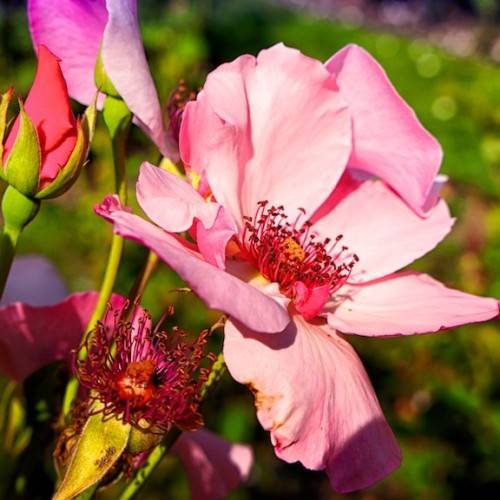 gold-pink flowers with red filaments, burgundy anthers, green-yellow stems and sepals