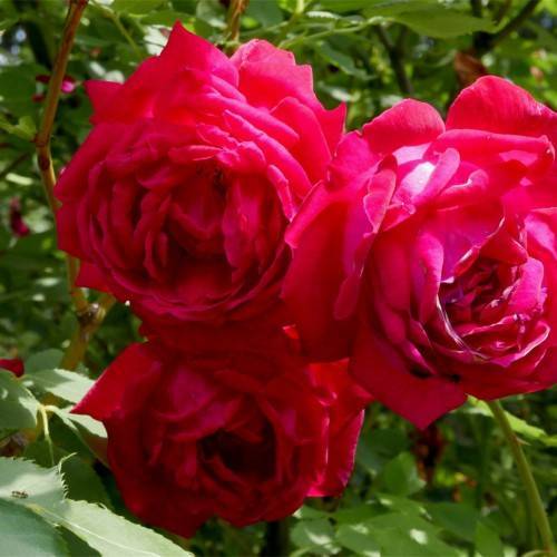 red-pink flowers with green leaves and green-brown stems