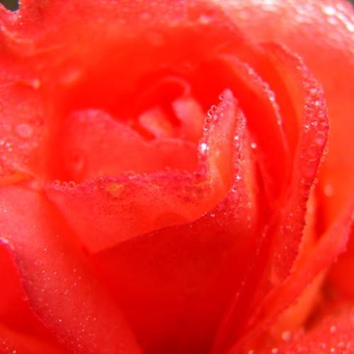 red petals of a flower