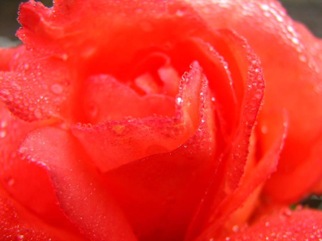 red petals of a flower