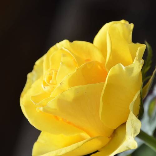 yellow flower with green stem and leaves
