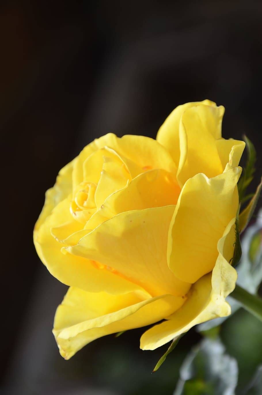 yellow flower with green stem and leaves