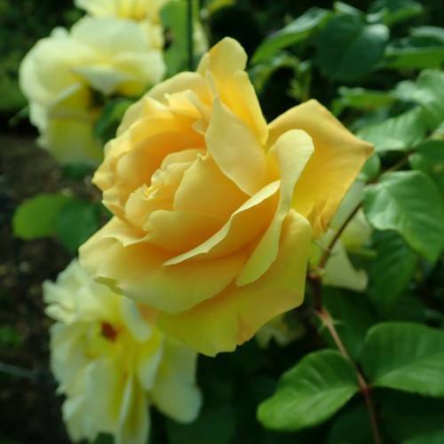yellow flowers with green leaves and brown stems