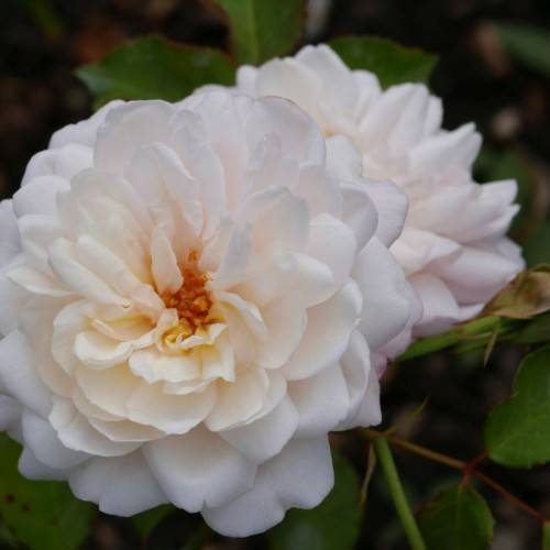 white-peach flowers with orange center, green leaves and green stems