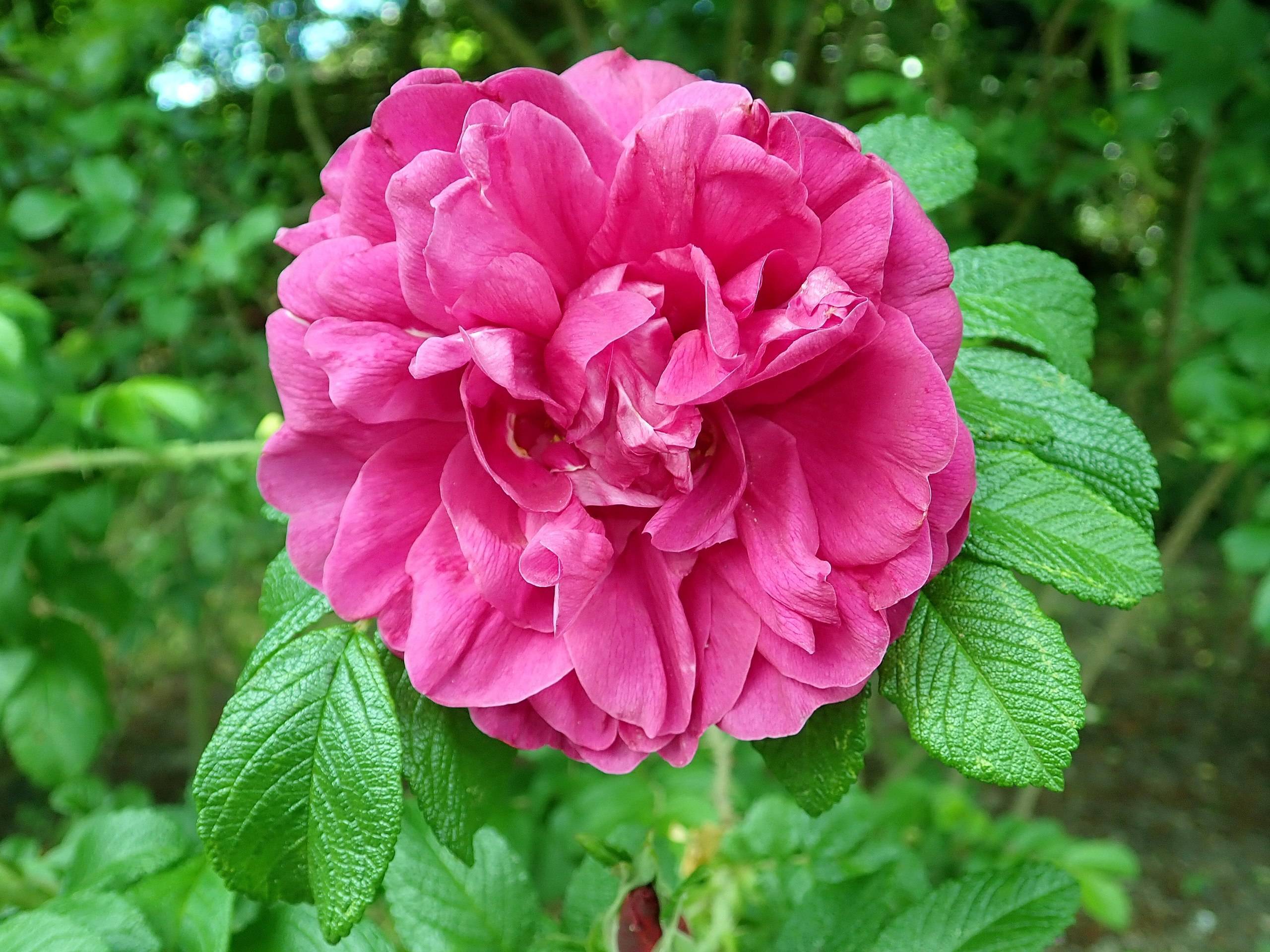 pink flowers with lime-green leaves