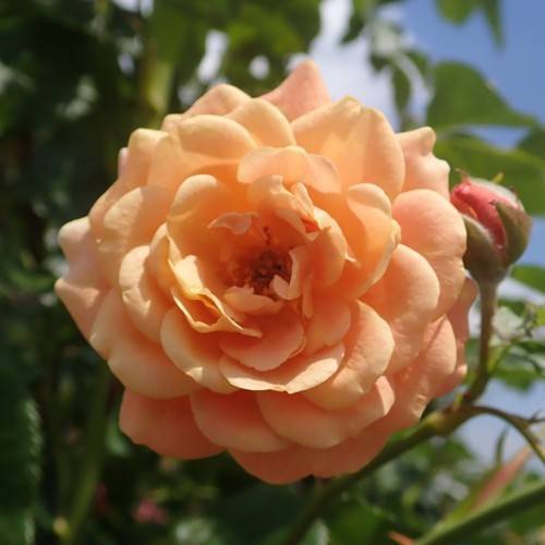 peach flower, and pink bud with olive sepals, leaves and olive stems