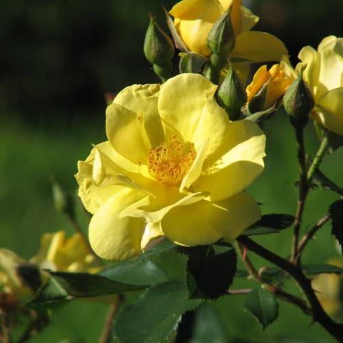 yellow flowers with red anthers, yellow filaments, green buds, green leaves and brown stems