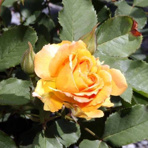 yellow-peach flower with olive-pink buds, green leaves and stems