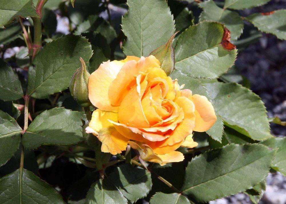 yellow-peach flower with olive-pink buds, green leaves and stems