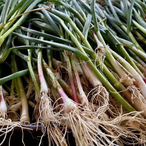 White bulbs , white roots and are composed of several cloves arranged in a circular pattern with green leaves 