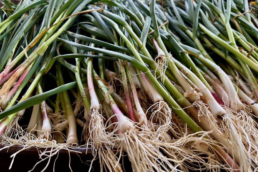 White bulbs , white roots and are composed of several cloves arranged in a circular pattern with green leaves 