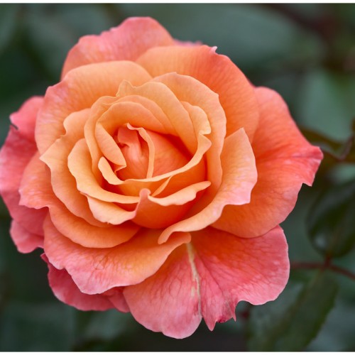 Coral-pink flower.