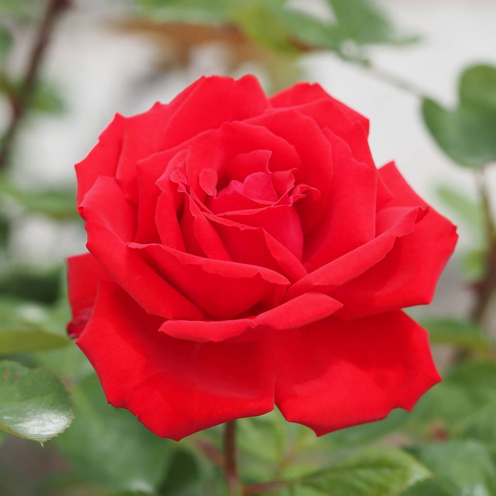 red flower with green leaves with brown stem