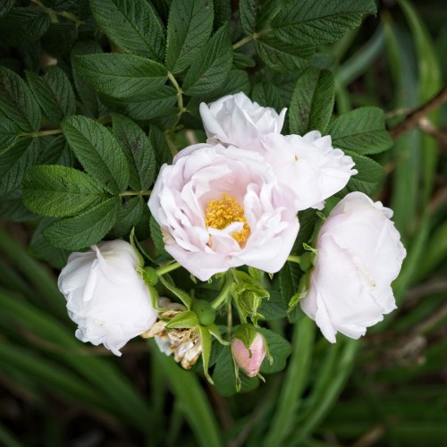 Light-pink flower with pink buds and yellow center, green sepal, leaves, brown stem and lime stipules.