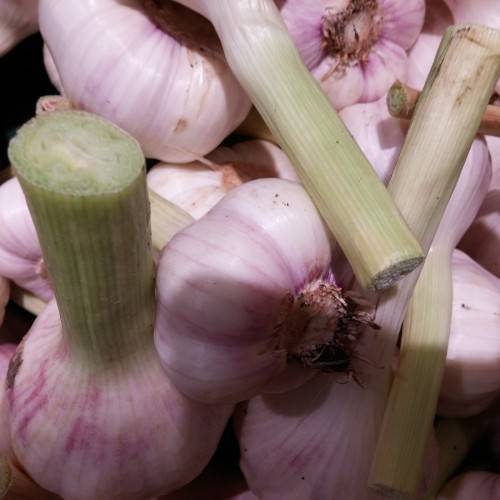 light-pink bulbs