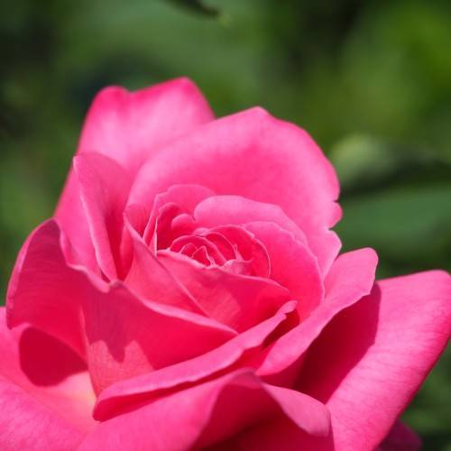 pink flower with green foliage