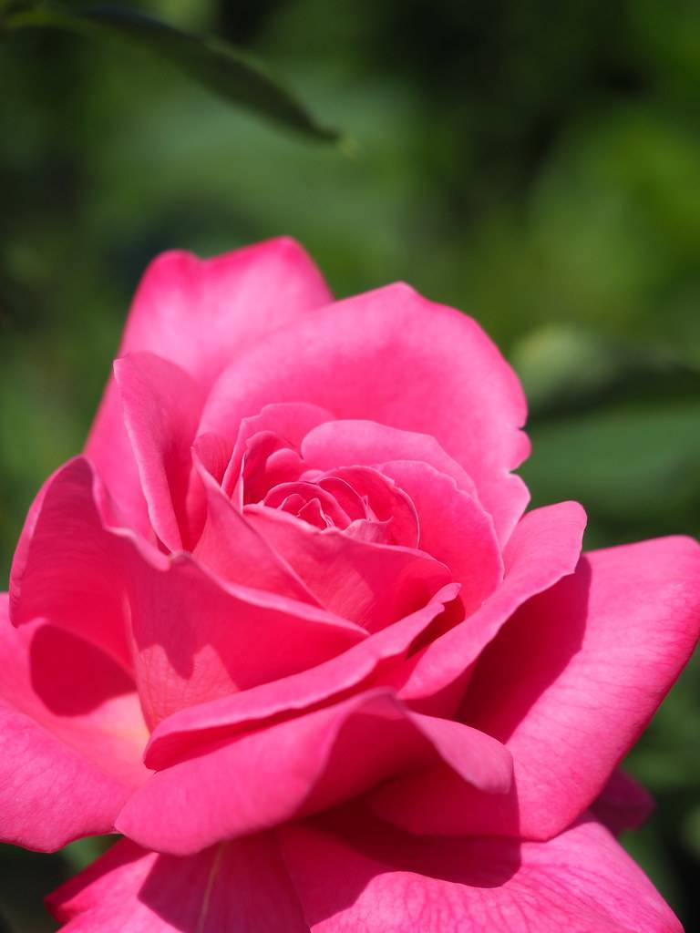 pink flower with green foliage