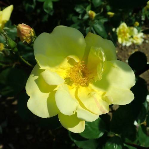 yellow flowers with yellow filaments, yellow buds, and green leaves