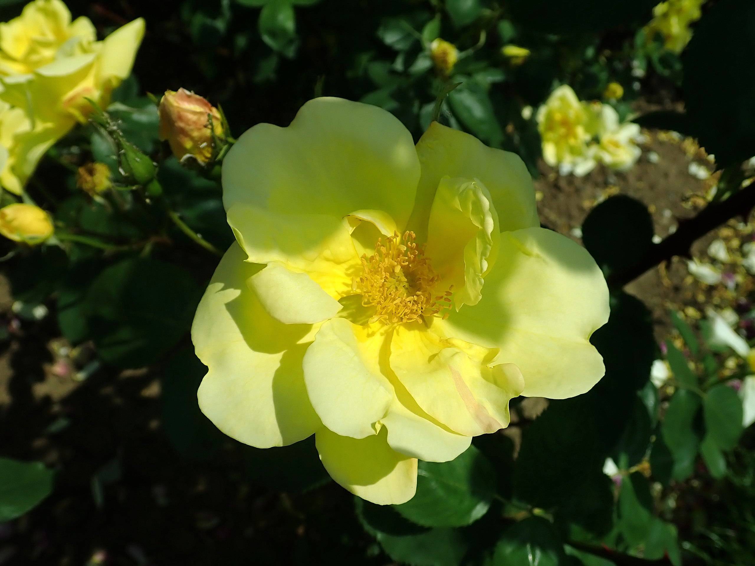 yellow flowers with yellow filaments, yellow buds, and green leaves