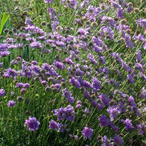 Thin, green leaves, spherical purple flowers and hollow green stems.