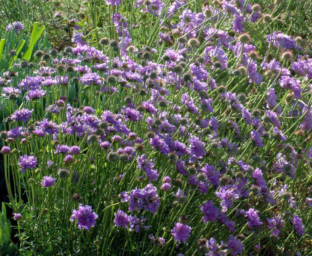 Thin, green leaves, spherical purple flowers and hollow green stems.