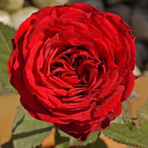 red flower and olive leaves