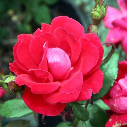 red-pink flower with green-burgundy buds, green leaves and brown stems