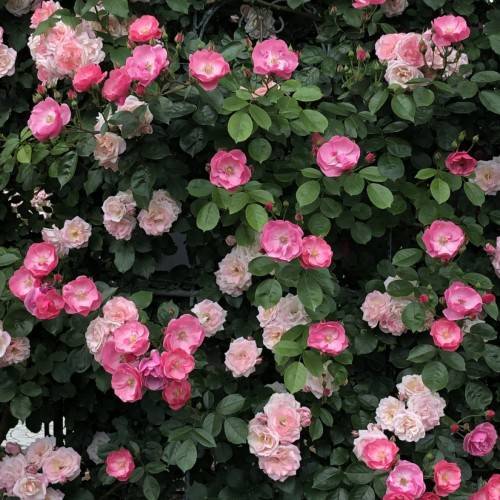 white-pink flowers with green leaves