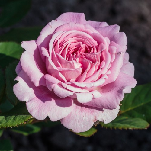 Pink flower with green leaves.