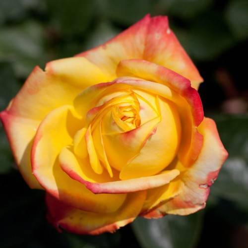 red-yellow flower with green leaves