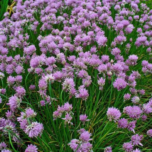 light-purple flowers with lush-green foliage and stems