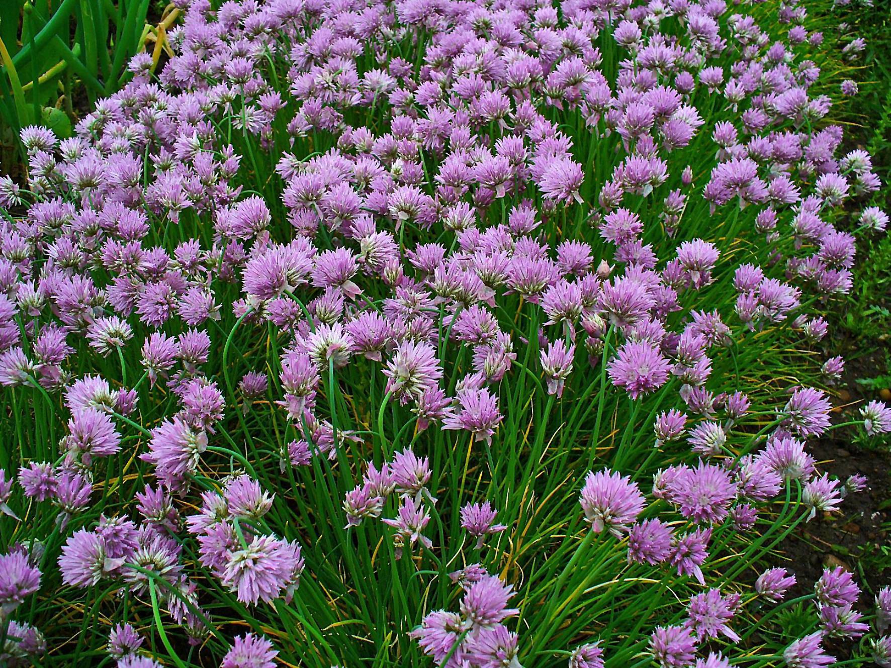 light-purple flowers with lush-green foliage and stems