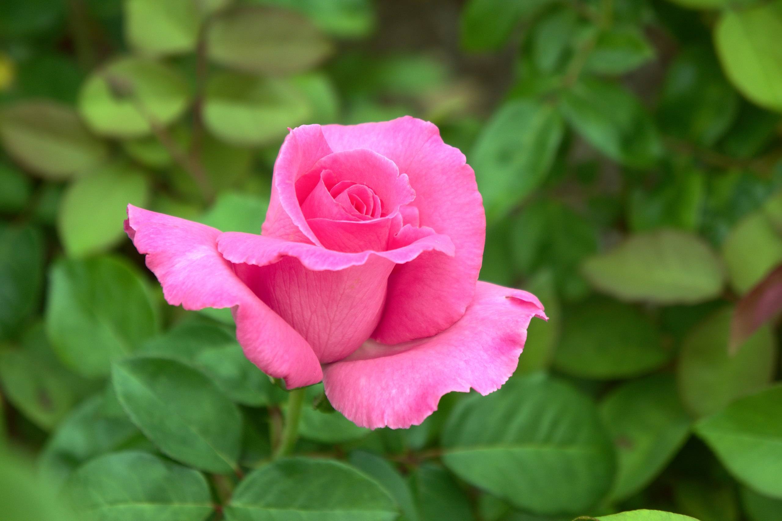 pink flower with green leaves and green stem