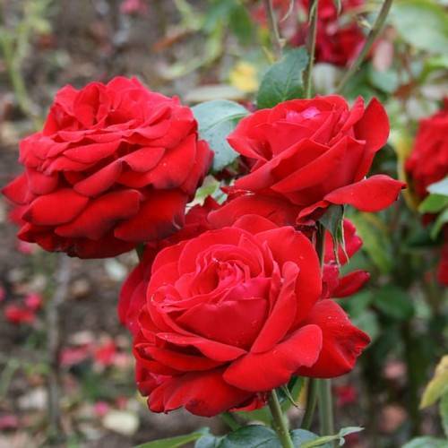 red flower with green leaves and green stem