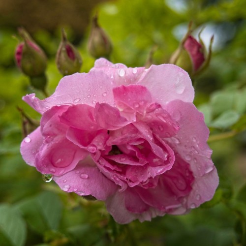 Pink flower with buds, brown-lime sepal and stem.