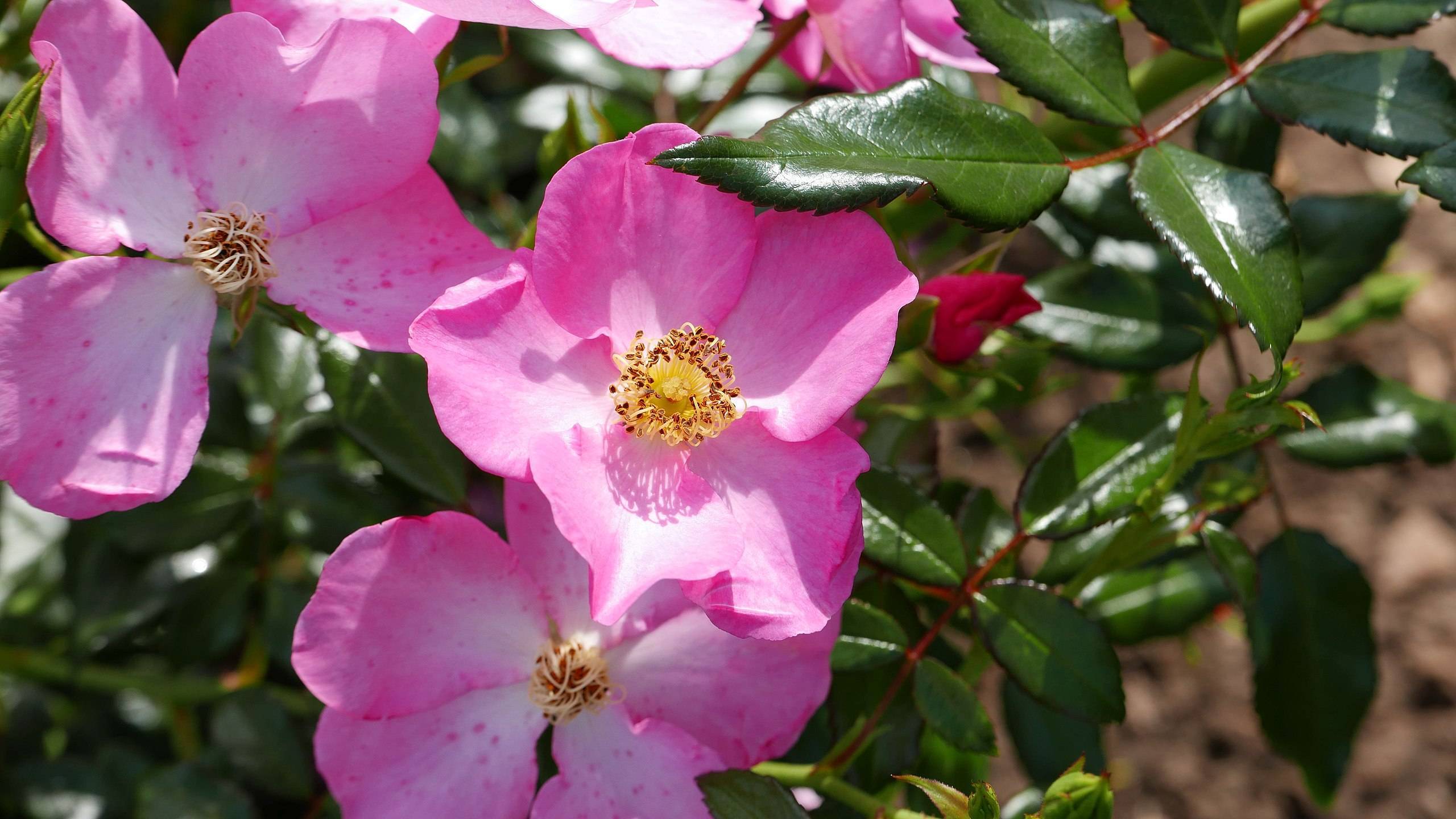 pink flowers with yellow center, yellow filaments, brown anthers, red bud, green leaves and red stems