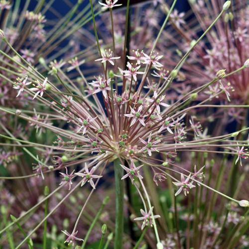 pink-purple flowers on sturdy, long green-pink stems.