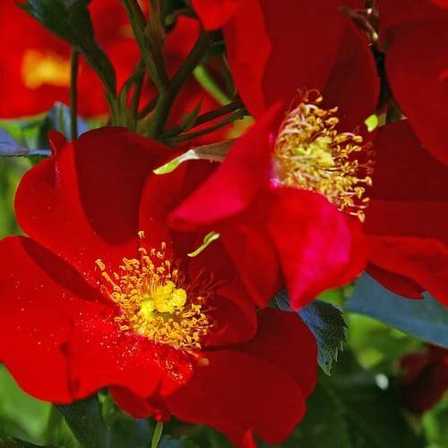 red flowers with yellow center and stamens, green leaves and green stems