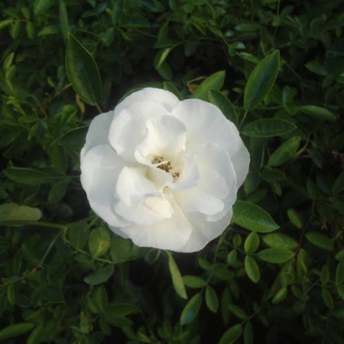 white flower with green leaves and green stems