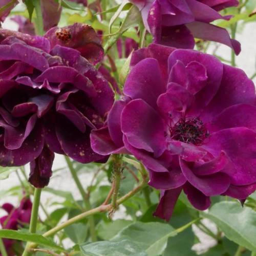 burgundy-purple flower with green leaves and green-pink stems