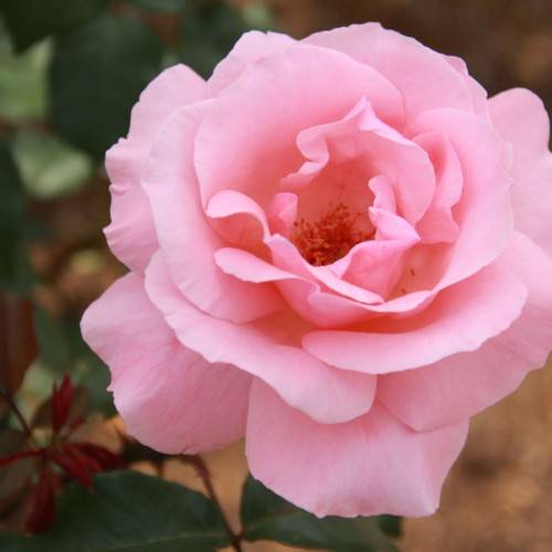 pink flowers with pink center, green leaves and stems