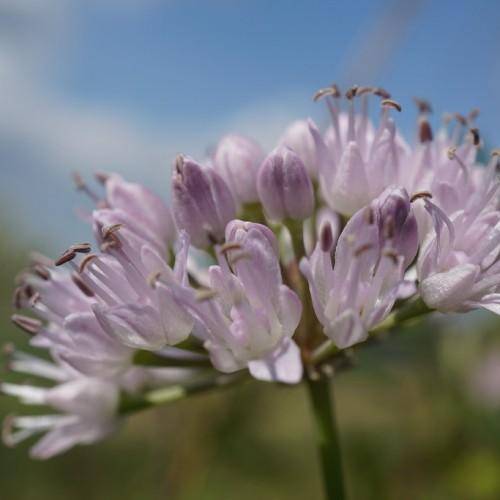 Dense clusters of tiny lavender-white flowers atop green stem.