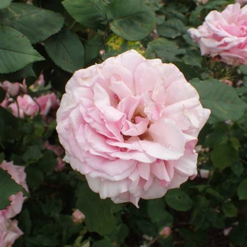 light-pink flowers with green foliage and stems
