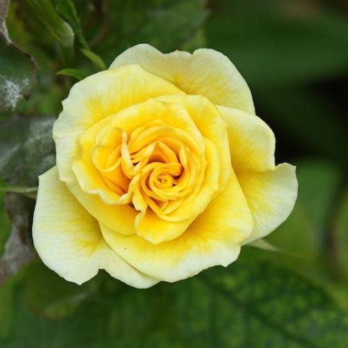 yellow flower with green leaves and stem