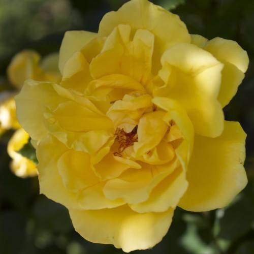 yellow flowers with orange stamens and green leaves