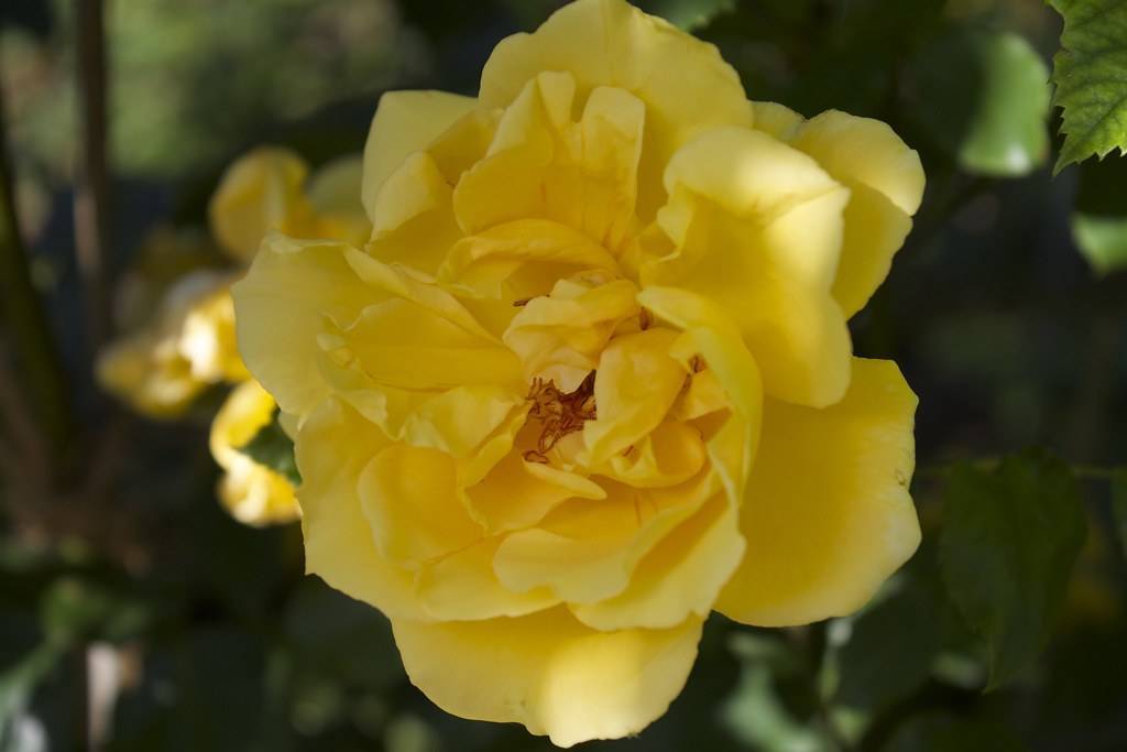 yellow flowers with orange stamens and green leaves 
