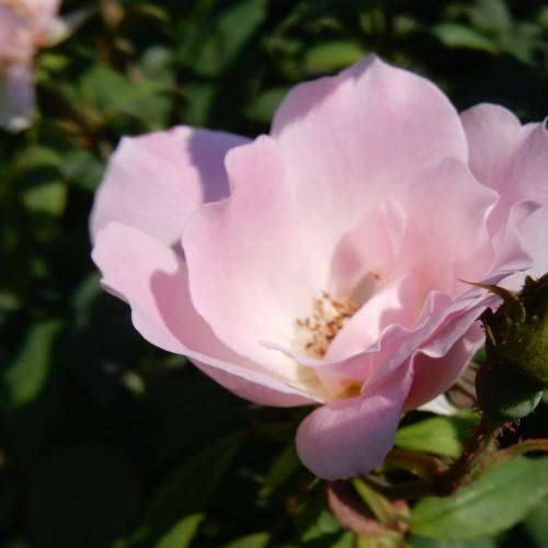 light-pink flowers with orange anthers, green leaves and stems
