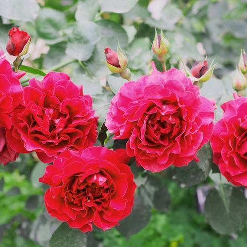 red-pink flowers and red-green buds with green leaves and green stems
